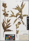 Foto von Salix fragilis L. x Salix pentandra L.